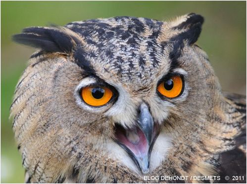 Hibou-hou-hooou Chouettes---hiboux-9893-border