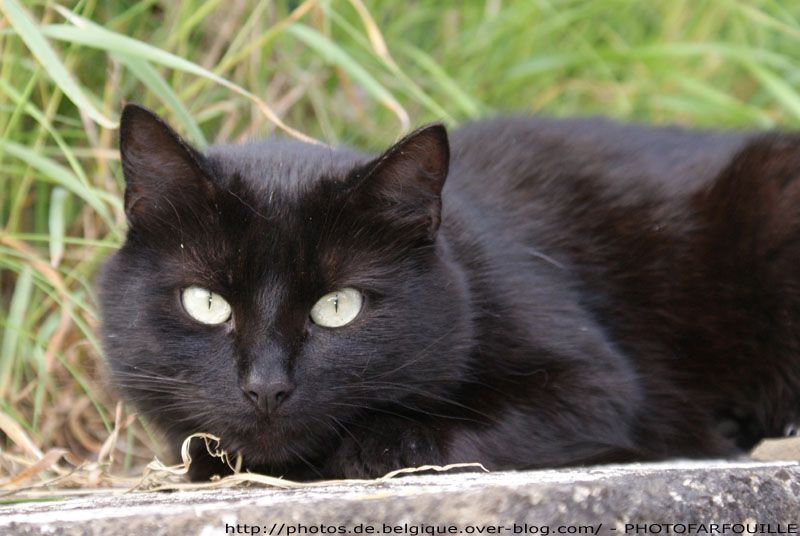 Chat rencontre 64